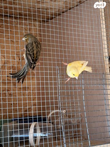 תמונת מודעה - חיות מחמד