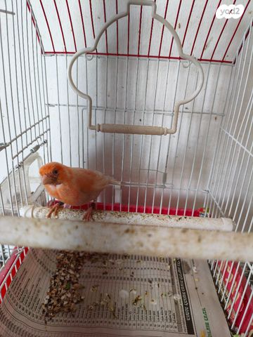 תמונת מודעה - חיות מחמד