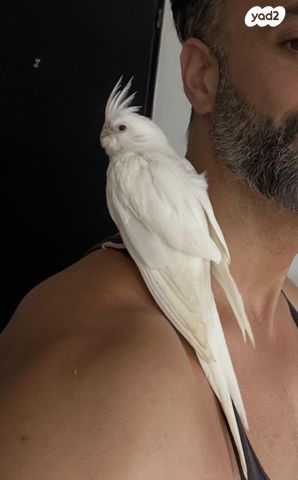 תמונת מודעה - חיות מחמד