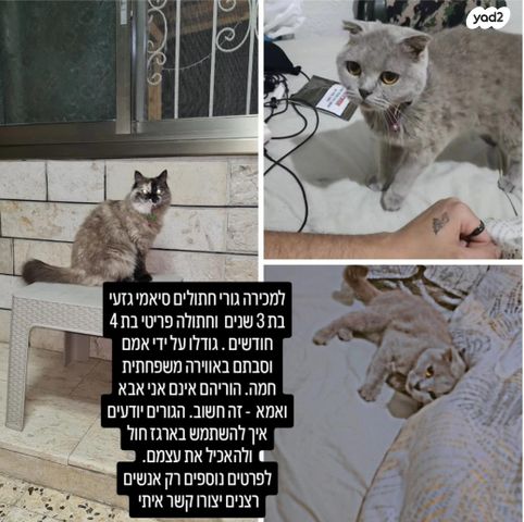 תמונת מודעה - חיות מחמד