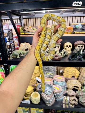 זוחל כרכן תירס