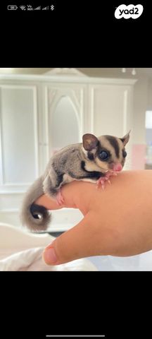 תמונת מודעה - חיות מחמד