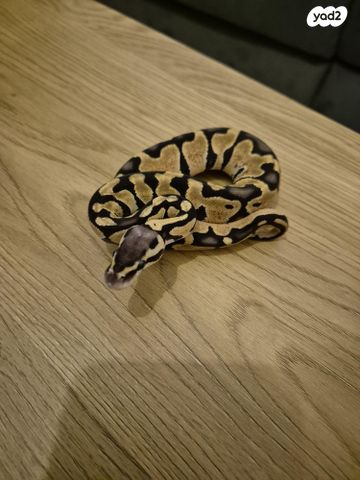 תמונת מודעה - חיות מחמד