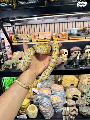 זוחל כרכן תירס