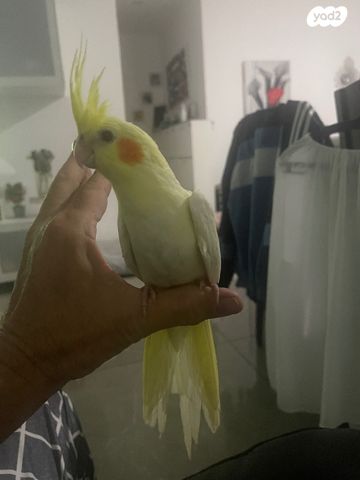 תוכי קוקוטייל