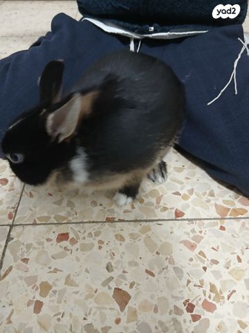 מכרסם ארנב ננסי