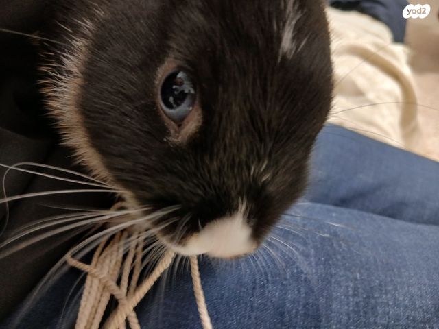 מכרסם ארנב ננסי