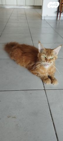 חתול מיין קון