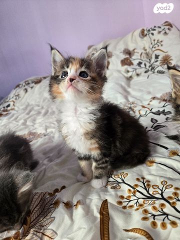 חתול מיין קון