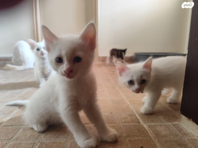 חתול אנגורה