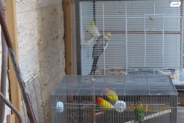 תוכי קוקוטייל