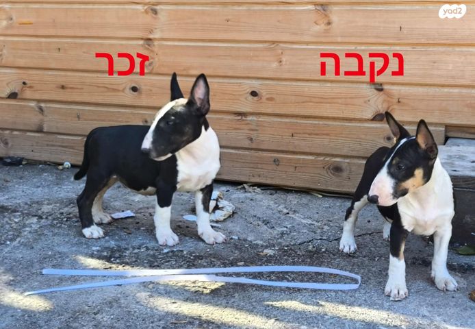 כלב בול טרייר ננסי