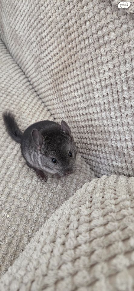 מכרסם צ'ינצ'ילה