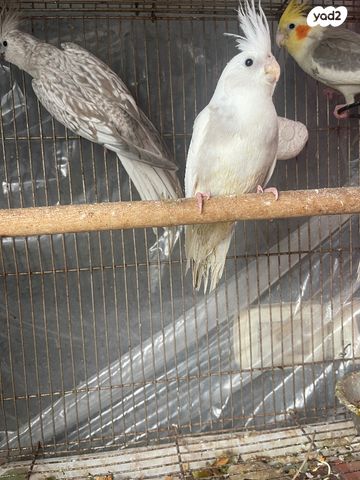 תוכי קוקוטייל