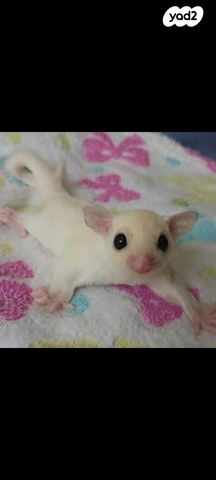 מכרסם סנאי מעופף \ שוגר