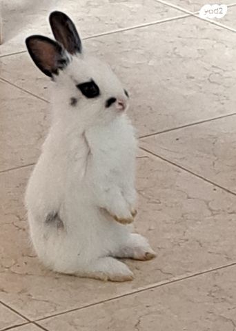 מכרסם ארנב ננסי