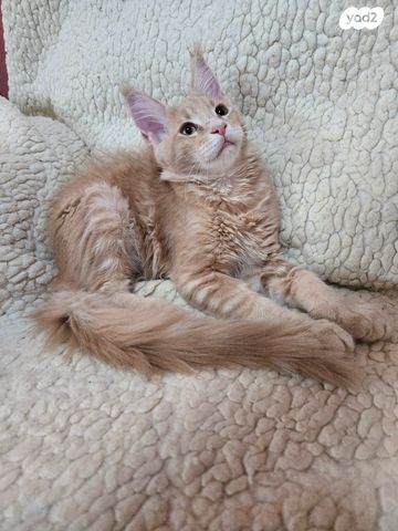 חתול מיין קון