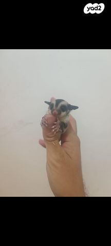 מכרסם סנאי מעופף \ שוגר