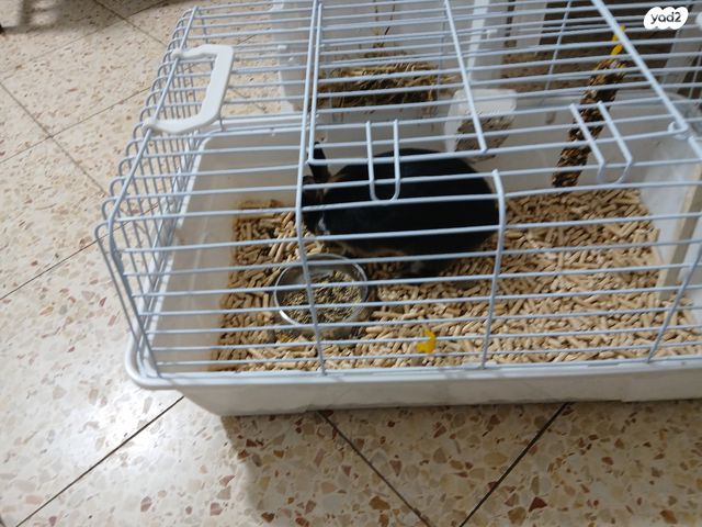 מכרסם ארנב ננסי