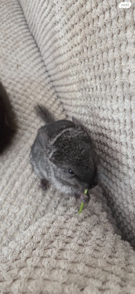 מכרסם צ'ינצ'ילה