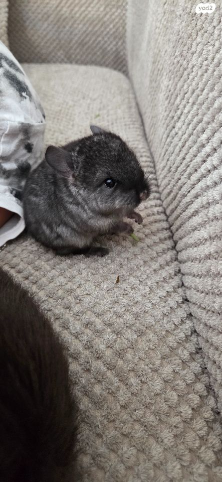 מכרסם צ'ינצ'ילה