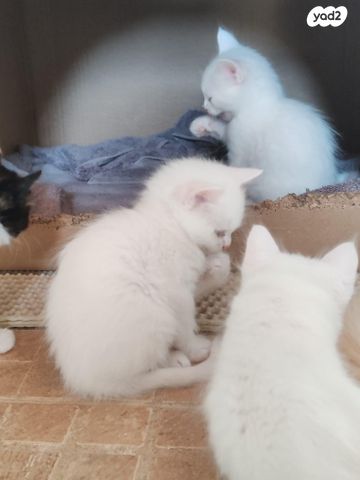 חתול אנגורה