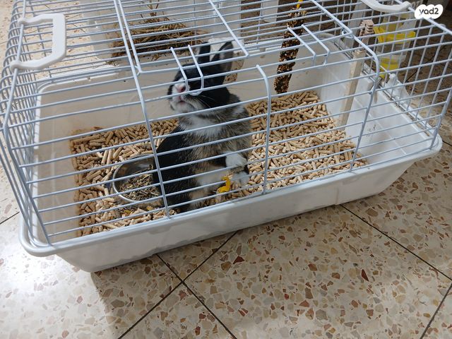 מכרסם ארנב ננסי