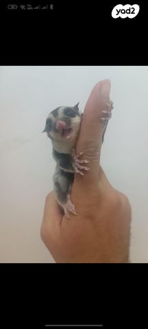 מכרסם סנאי מעופף \ שוגר