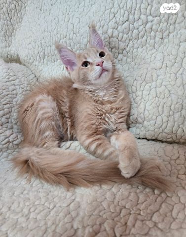 חתול מיין קון