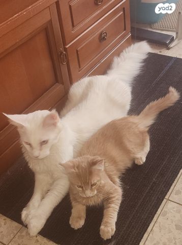 חתול מיין קון