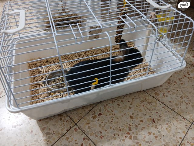 מכרסם ארנב ננסי