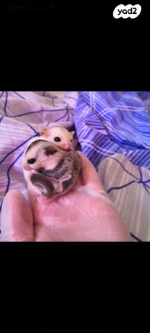 מכרסם סנאי מעופף \ שוגר