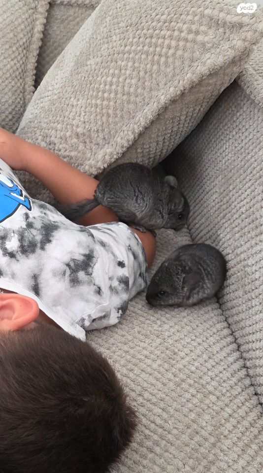 מכרסם צ'ינצ'ילה