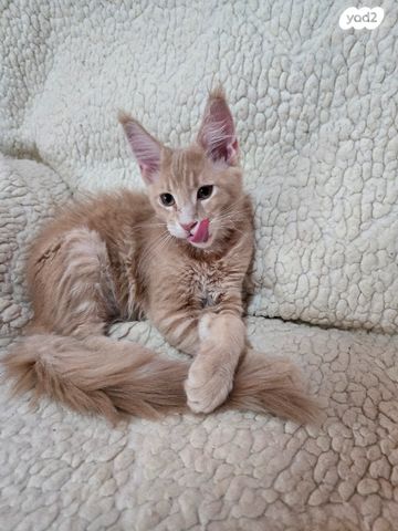 חתול מיין קון