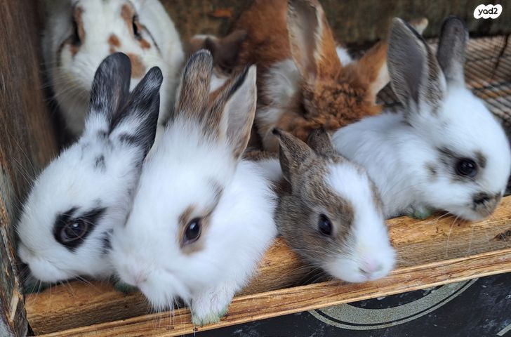 מכרסם ארנב ננסי