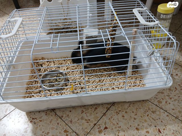 מכרסם ארנב ננסי