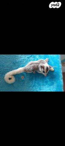 מכרסם סנאי מעופף \ שוגר