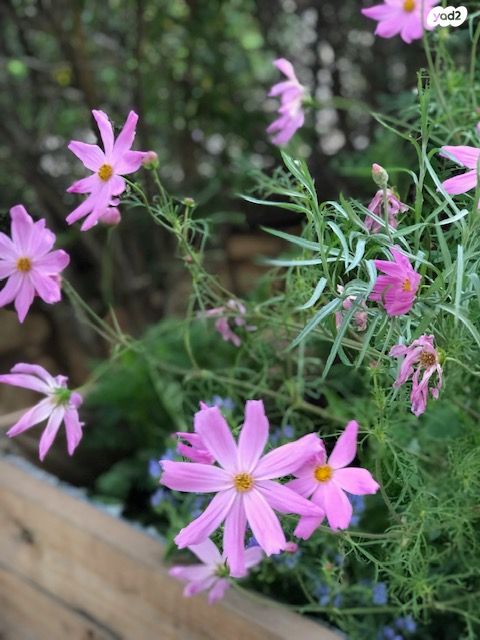 הדרך הטורקית 4