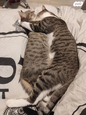 דירה, אבן גבירול 92, הצפון החדש - דרום, תל אביב יפו