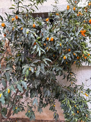 דירת גן, גני צהלה, רמות צהלה, תל אביב יפו