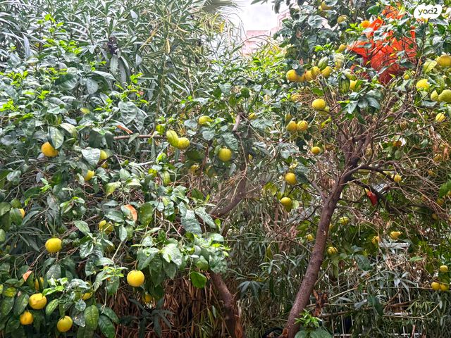 דירה, תכנית ל', למד, תל אביב יפו