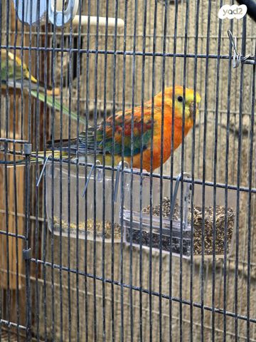 תוכי פרקיטים אוסטרלים