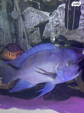 תמונת מודעה - חיות מחמד