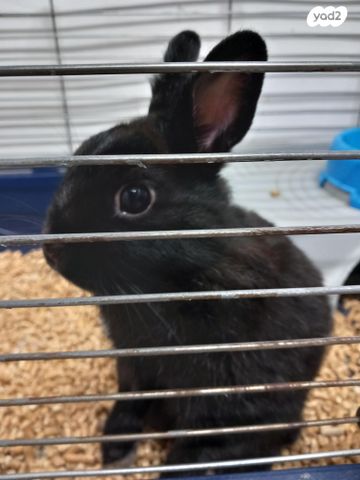 תמונת מודעה - חיות מחמד