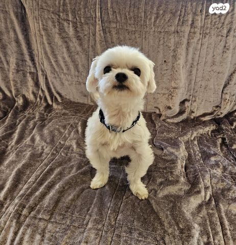 תמונת מודעה - חיות מחמד