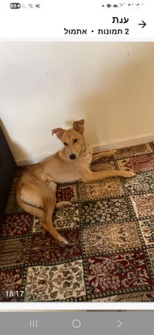 תמונת מודעה - חיות מחמד