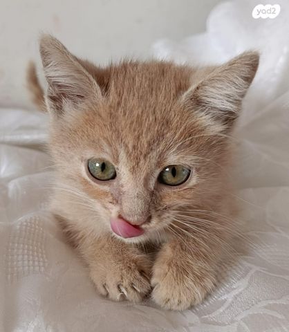 תמונת מודעה - חיות מחמד