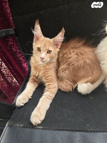 תמונת מודעה - חיות מחמד