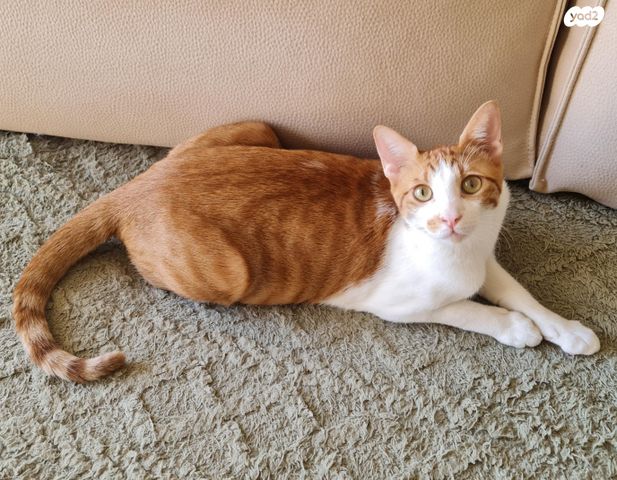 תמונת מודעה - חיות מחמד