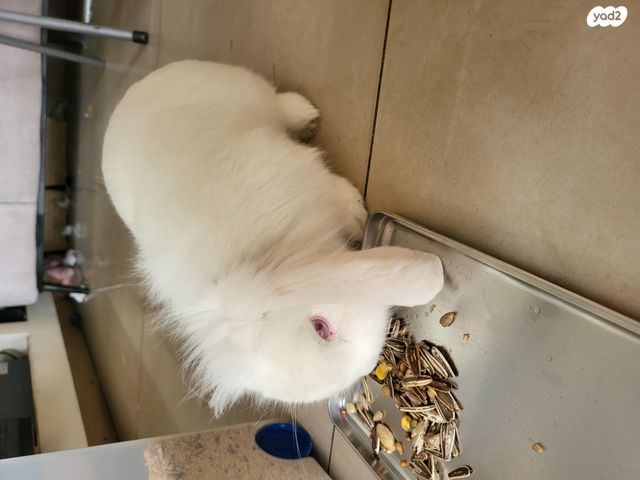 תמונת מודעה - חיות מחמד